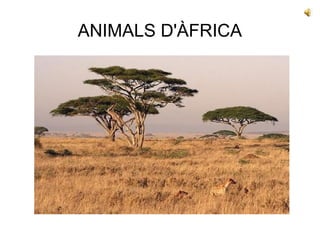 ANIMALS D'ÀFRICA 