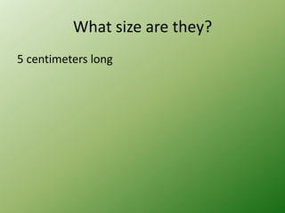 What does the animal look like?It have red eye and a green bodies