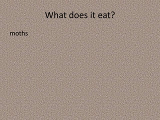 What kind of animal is it?amphibian