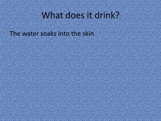 Where does it live?Rain forest