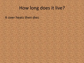 What does it eat?moths