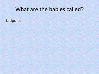 What does it drink?The water soaks into the skin