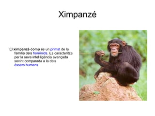 Ximpanzé


El ximpanzé comú és un primat de la
   família dels homínids. Es caracteritza
   per la seva intel·ligència avançada
   sovint comparada a la dels
   éssers humans
 