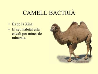 CAMELL BACTRIÀ És de la Xina. El seu hàbitat està envaït per mines de minerals.  