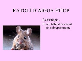 RATOLÍ D´AIGUA ETÍOP És d’Etiòpia . El seu hàbitat és envaït pel sobrepasturatge 