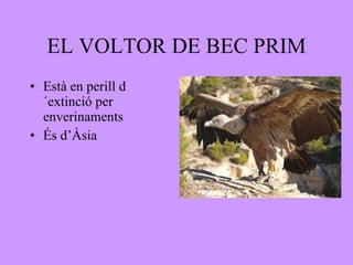 EL VOLTOR DE BEC PRIM Està en perill d´extinció per enverinaments  És d’Àsia 