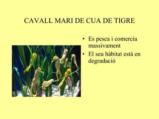CAVALL MARI DE CUA DE TIGRE Es pesca i comercia massivament El seu hàbitat està en degradació 