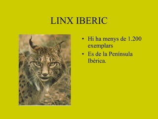 LINX IBERIC Hi ha menys de 1.200 exemplars Es de la Península Ibèrica. 