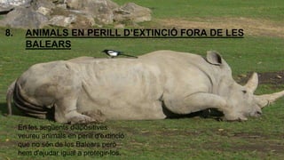 8. ANIMALS EN PERILL D’EXTINCIÓ FORA DE LES 
BALEARS 
En les següents diapositives 
veureu animals en perill d'extinció 
que no són de les Balears però 
hem d'ajudar igual a protegir-los. 
 
