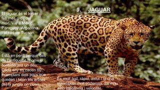 9. JAGUAR 
Està en perill perquè des 
de l'antiguetat l'home el 
considerava un déu. 
Cada any es cacen 80 
exemplars dels pocs que 
queden i talen els arbres 
del la jungla on viuen. 
És molt àgil, ràpid, astut i té una 
mandíbula molt poderosa. És mou 
amb elegància i velocitat. 
El jaguar és el tercer 
felí més gros del 
món. Viu a Mèxic, 
Paraguay, Argentina 
i al sud de Tucson. 
 