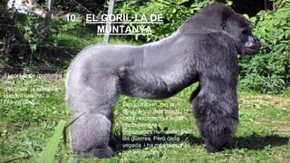 El goril·la de muntanya 
està en perill 
d’extinció, ja només en 
queden uns 700 a 
l’Àfrica central. 
10. EL GORIL·LA DE 
MUNTANYA 
Desapareixen per la 
desaparició dels boscs i la 
caça i explotació il·legal, 
contagiement d 
enfermetats humanes i per 
les guerres. Però cada 
vegada i ha més persones 
que els ajuden. 
 