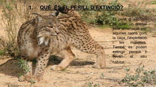 1. QUÈ ÉS EL PERILL D’EXTINCIÓ? 
El perill d’ extinció 
és quan un animal 
està amenaçat per 
algunes raons com 
la caça, l’explotació 
i les malalties. 
També es poden 
extingir perquè li 
lleven el seu 
hàbitat. 
 
