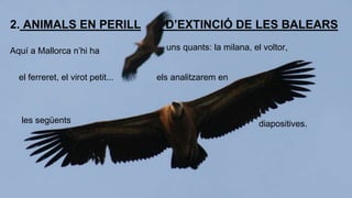 2. ANIMALS EN PERILL 
Aquí a Mallorca n’hi ha 
D’EXTINCIÓ DE LES BALEARS 
uns quants: la milana, el voltor, 
el ferreret, el virot petit... els analitzarem en 
les següents diapositives. 
 
