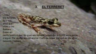 3. EL FERRERET 
Els ferrerets 
fa 5.000 
anys que 
viuen a les 
Balears. 
Estan en 
perill d’extinció des de quan els romans, varen dur fa 2.000 anys serps 
d’aigua. Per ajudar aquest animal l’hem de deixar tranquil en els seus 
bassiots i basses. 
 