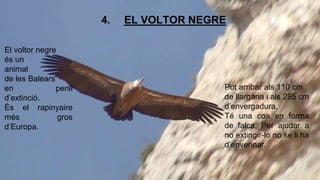 4. EL VOLTOR NEGRE 
Pot arribar als 110 cm 
de llargària i als 295 cm 
d’envergadura. 
Té una coa en forma 
de falca. Per ajudar a 
no extingir-lo no se li ha 
d’enverinar. 
El voltor negre 
és un 
animal 
de les Balears 
en perill 
d’extinció. 
És el rapinyaire 
més gros 
d’Europa. 
 