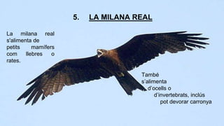 5. LA MILANA REAL 
També 
s’alimenta 
d’ocells o 
d’invertebrats, inclús 
pot devorar carronya 
La milana real 
s'alimenta de 
petits mamífers 
com llebres o 
rates. 
 