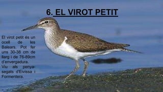 6. EL VIROT PETIT 
El virot petit és un 
ocell de les 
Balears. Pot fer 
uns 30-38 cm de 
llarg i de 76-89cm 
d’envergadura. 
Viu als penya-segats 
d'Eivissa i 
Formentera. 
 