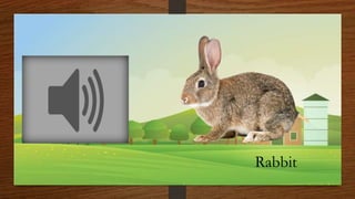 Animal Sound Rabbit Animals and animal sounds | PPTX