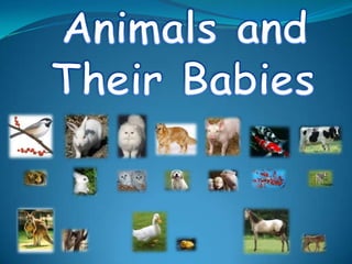 Animals and  Their Babies 