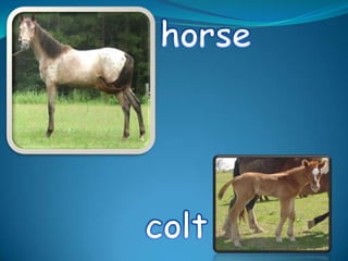 horsecolt