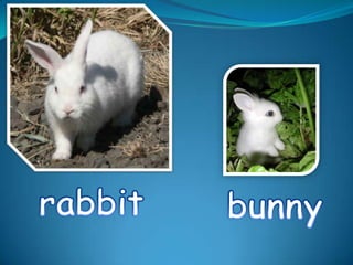 rabbitbunny