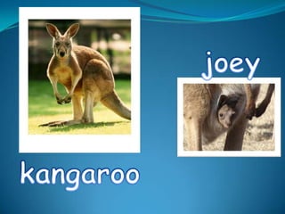 joeykangaroo