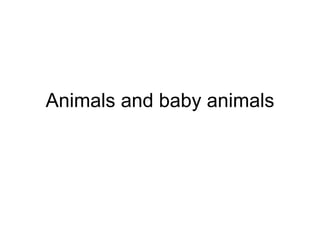 Animals and baby animals 