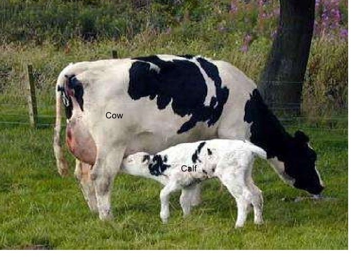 Animals And Their Young Ones Pictures For Kids Animals And Their Young Ones Pictures For Kids