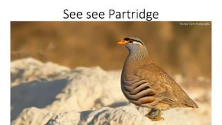 See see Partridge
 