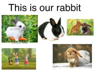 This is our rabbit
 
