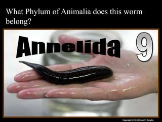 What Phylum of Animalia does this worm
belong?
Copyright © 2010 Ryan P. Murphy
 