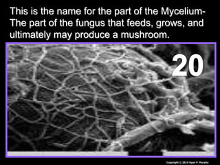 This is the name for the part of the Mycelium-
The part of the fungus that feeds, grows, and
ultimately may produce a mush...