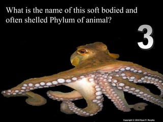 What is the name of this soft bodied and
often shelled Phylum of animal?
Copyright © 2010 Ryan P. Murphy
 