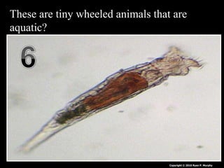 These are tiny wheeled animals that are
aquatic?
Copyright © 2010 Ryan P. Murphy
 