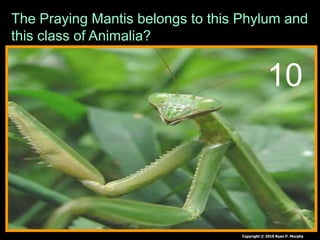 The Praying Mantis belongs to this Phylum and
this class of Animalia?
Copyright © 2010 Ryan P. Murphy
10
 