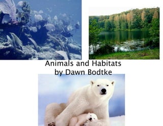 Animals and Habitats
  by Dawn Bodtke
 