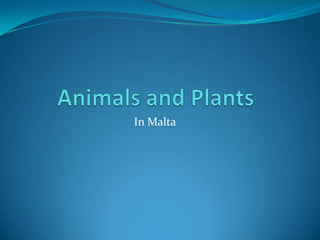 Animals and Plants  In Malta 