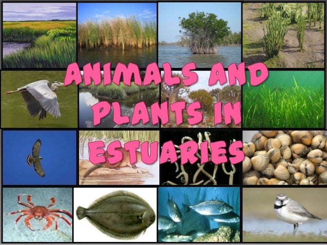 animals and plants in