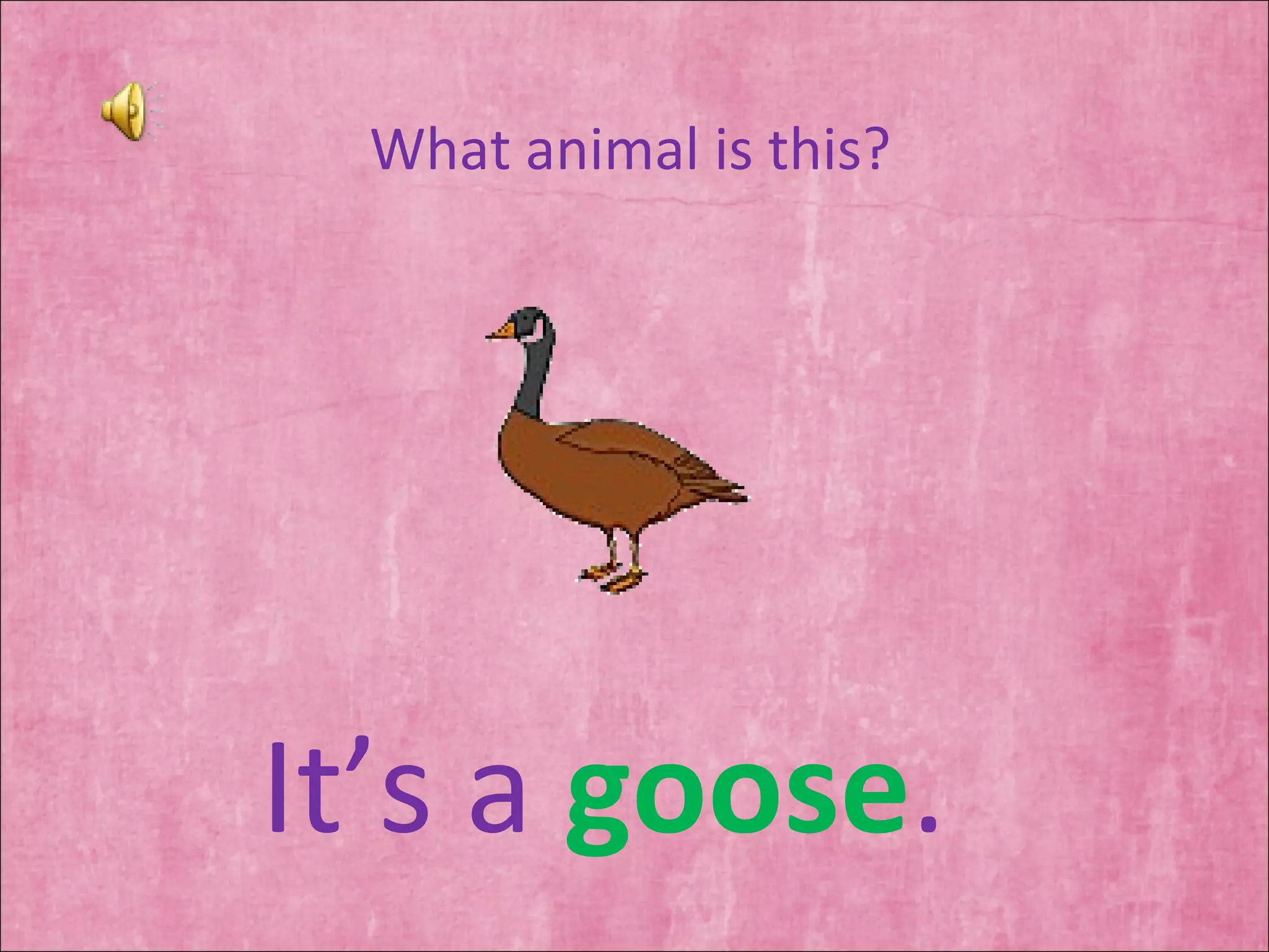 What animal is this? It’s a  goose . 