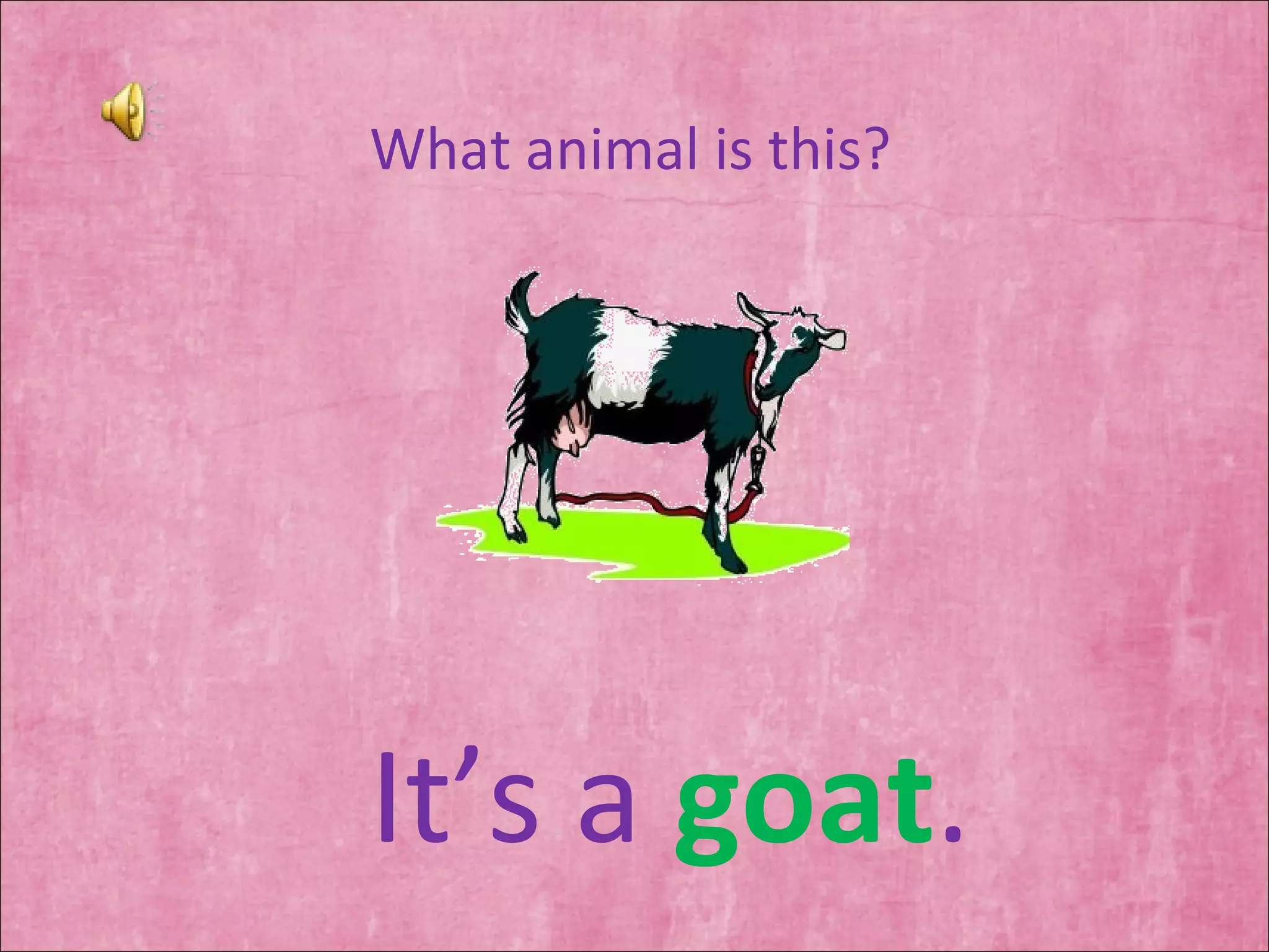 What animal is this? It’s a  goat . 