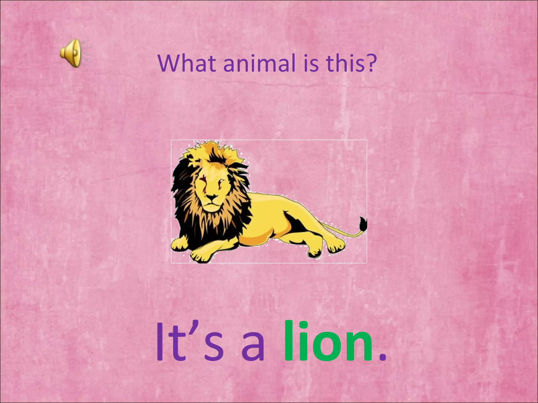 What animal is this? It’s a  lion . 