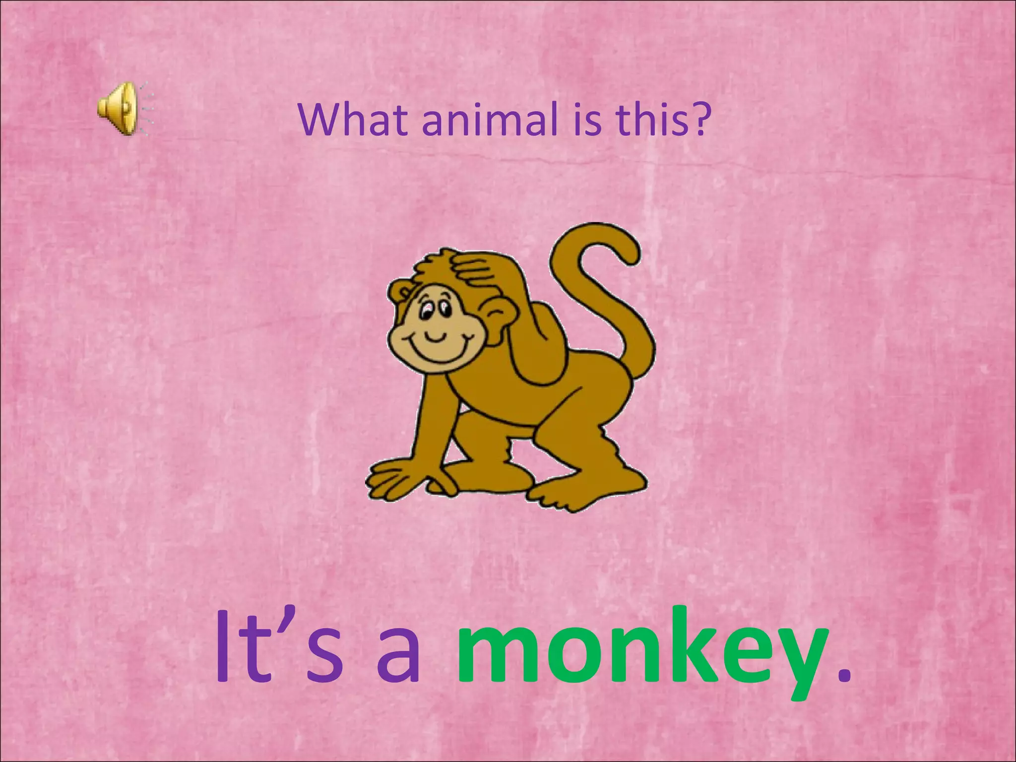 What animal is this? It’s a  monkey . 