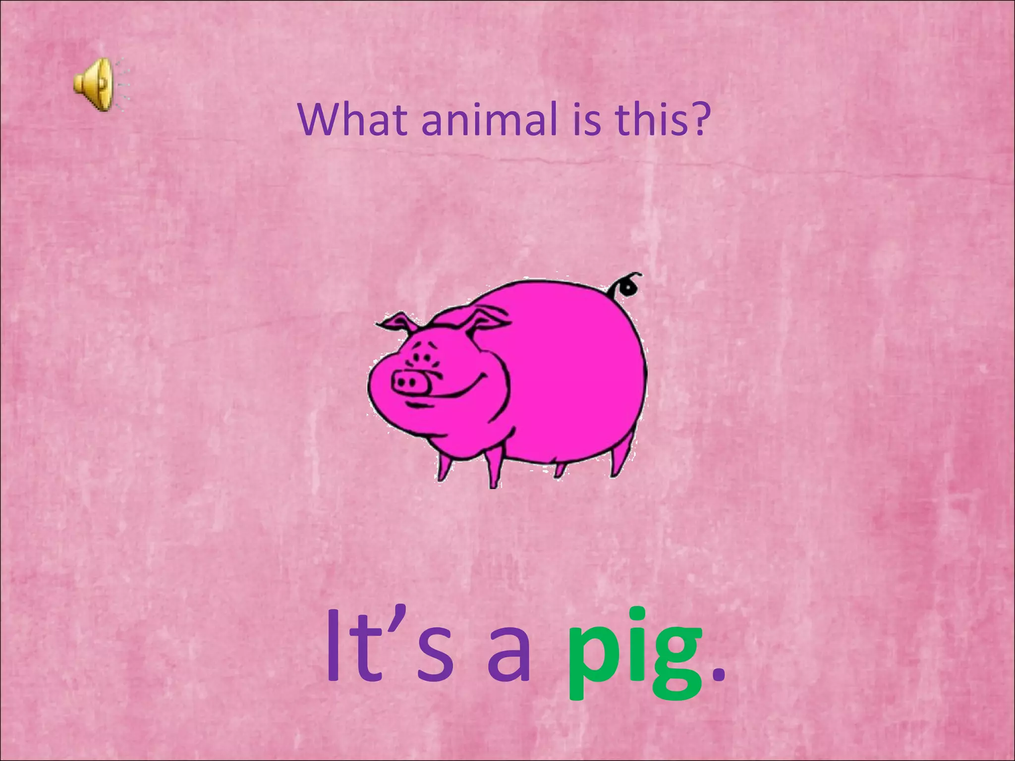 What animal is this? It’s a  pig . 
