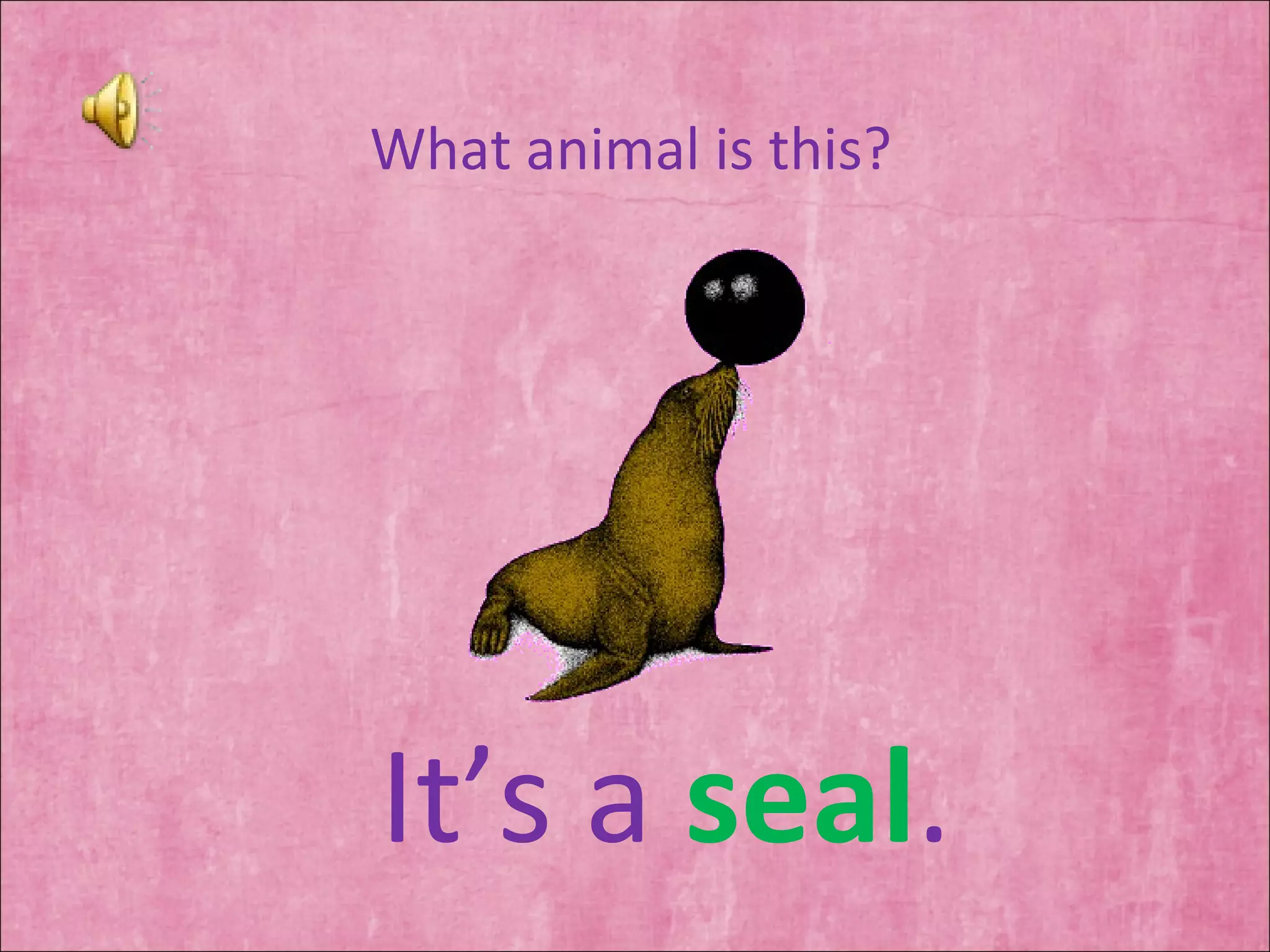 What animal is this? It’s a  seal . 