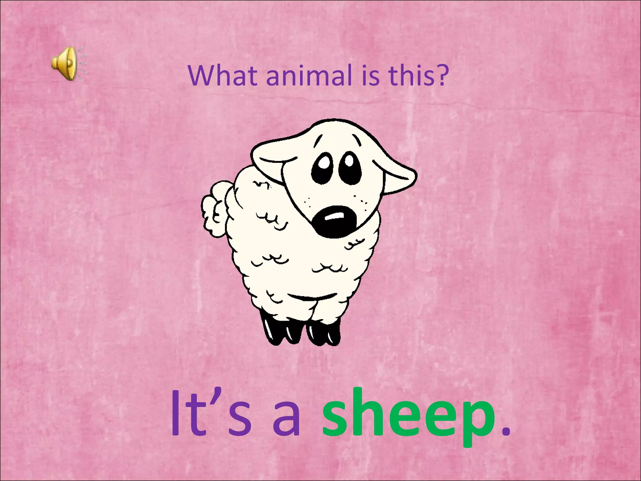 What animal is this? It’s a  sheep . 