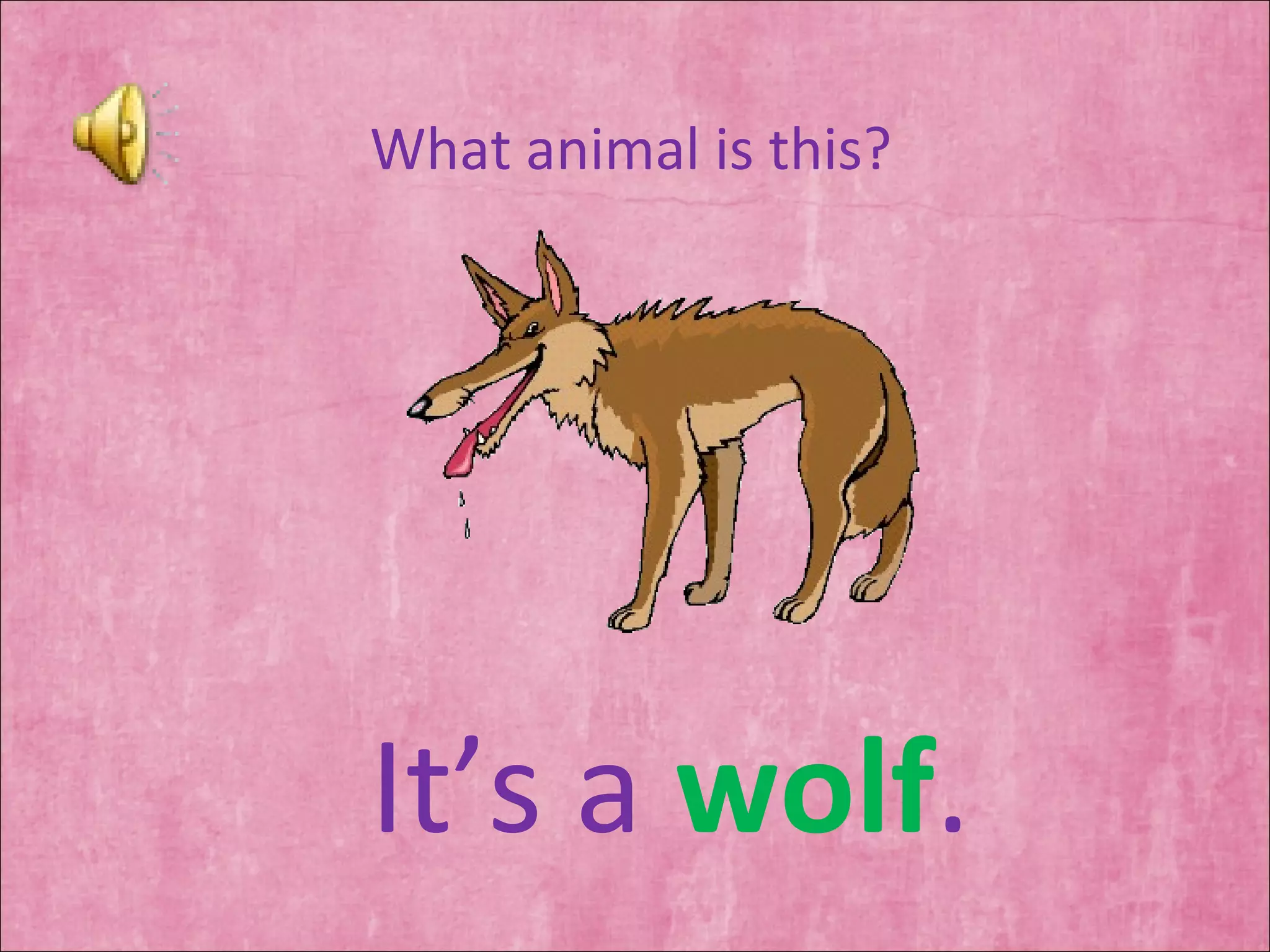 What animal is this? It’s a  wolf . 