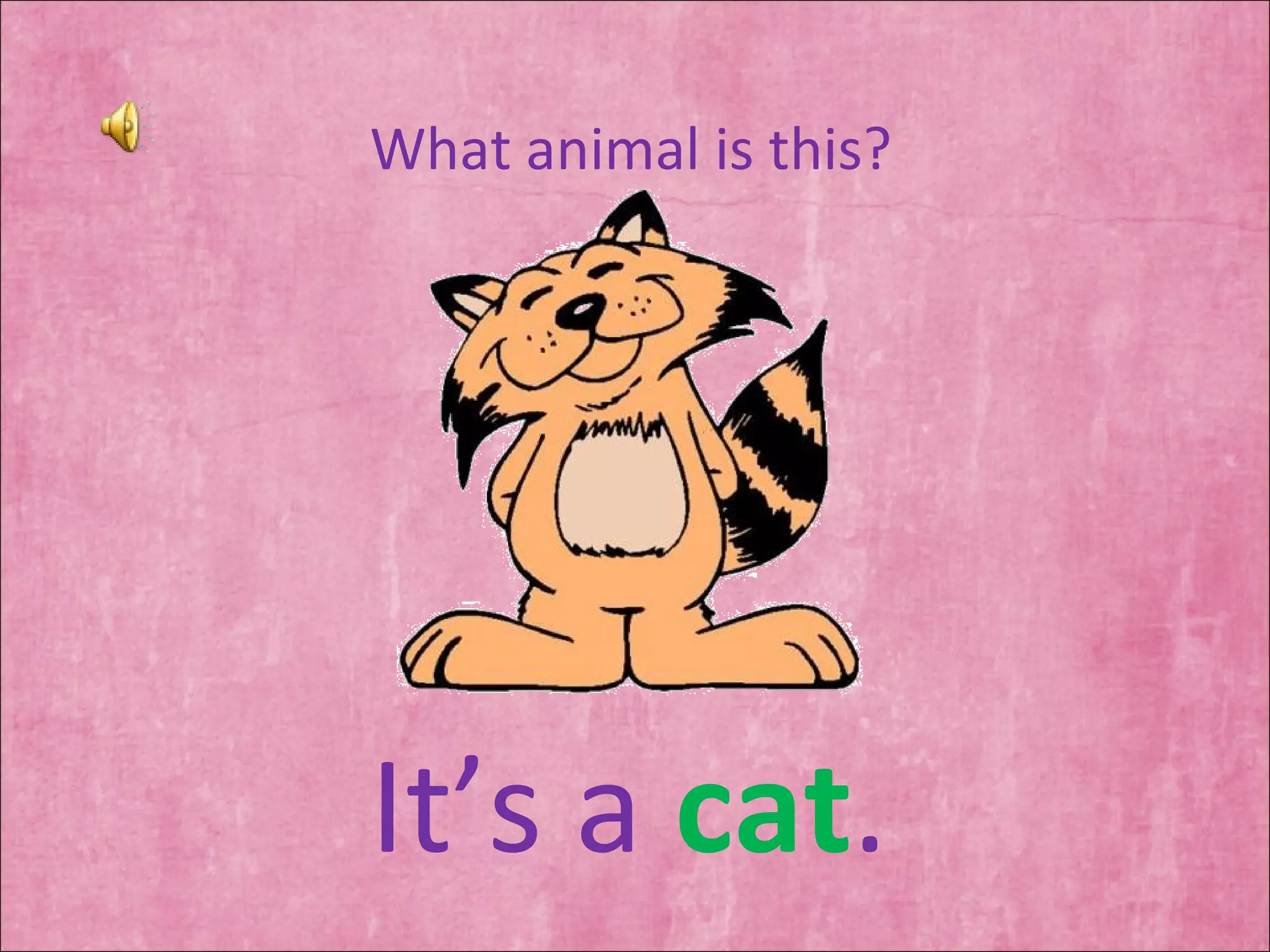 What animal is this? It’s a  cat . 