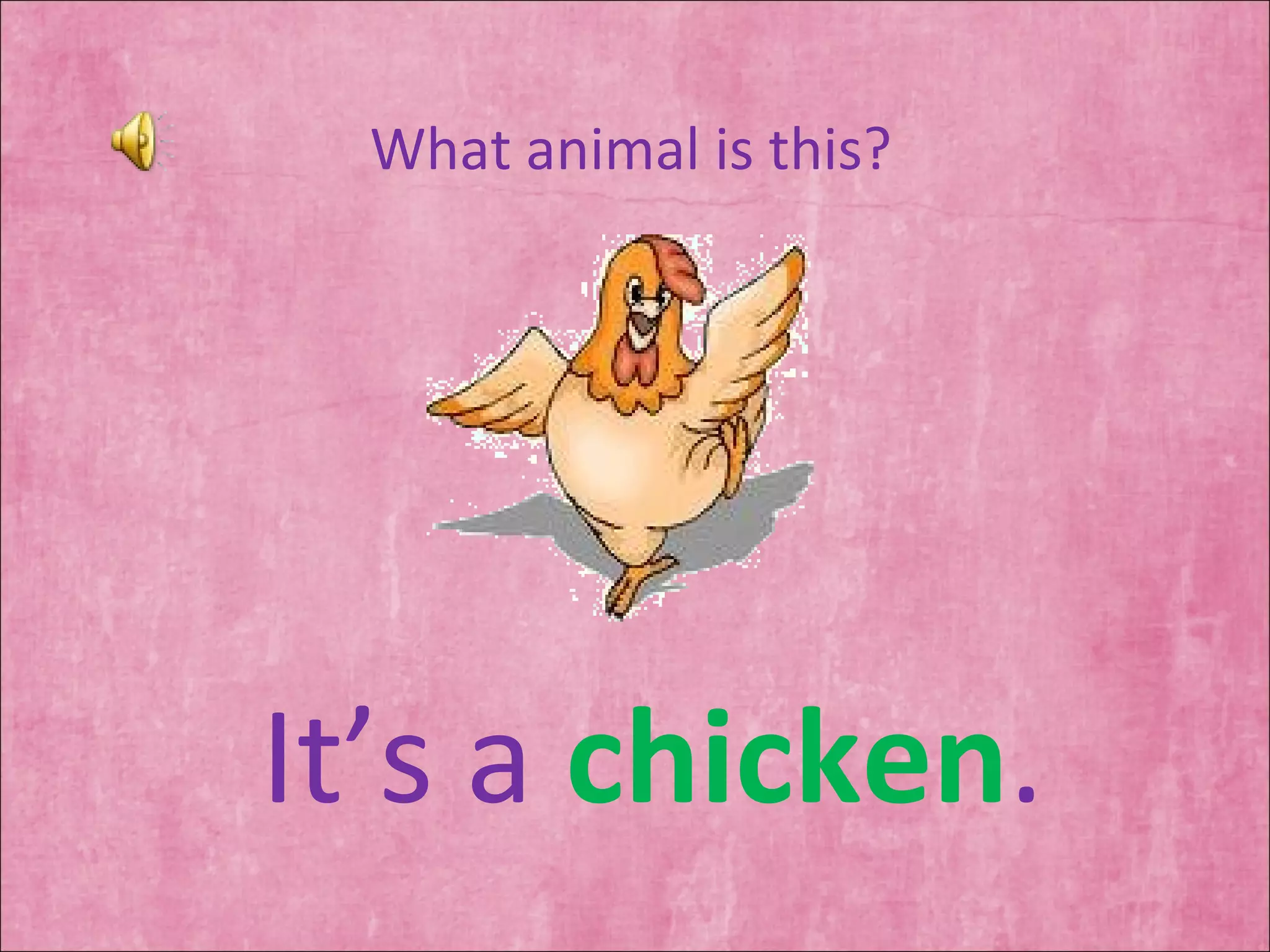 What animal is this? It’s a  chicken . 