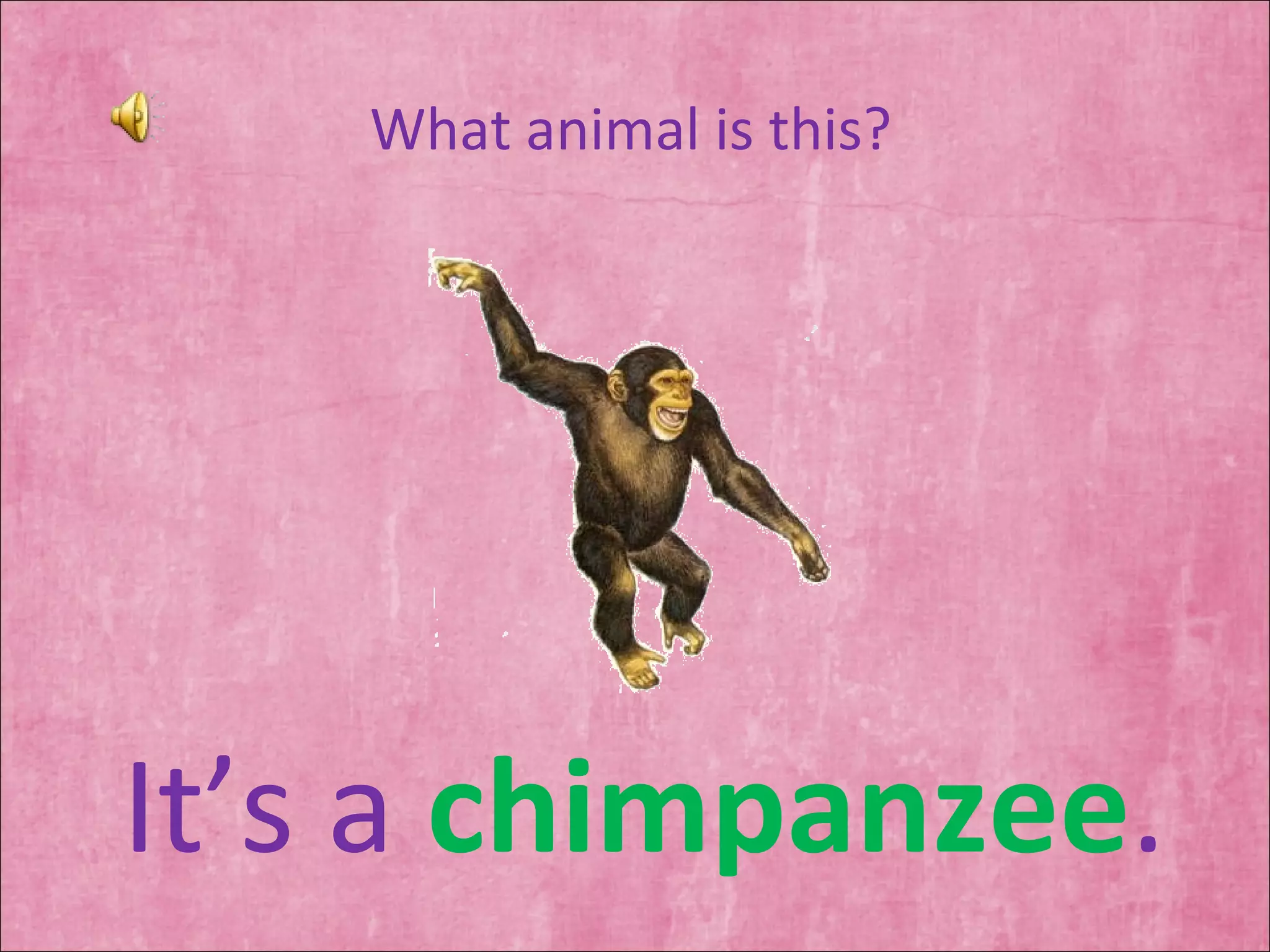 What animal is this? It’s a  chimpanzee . 