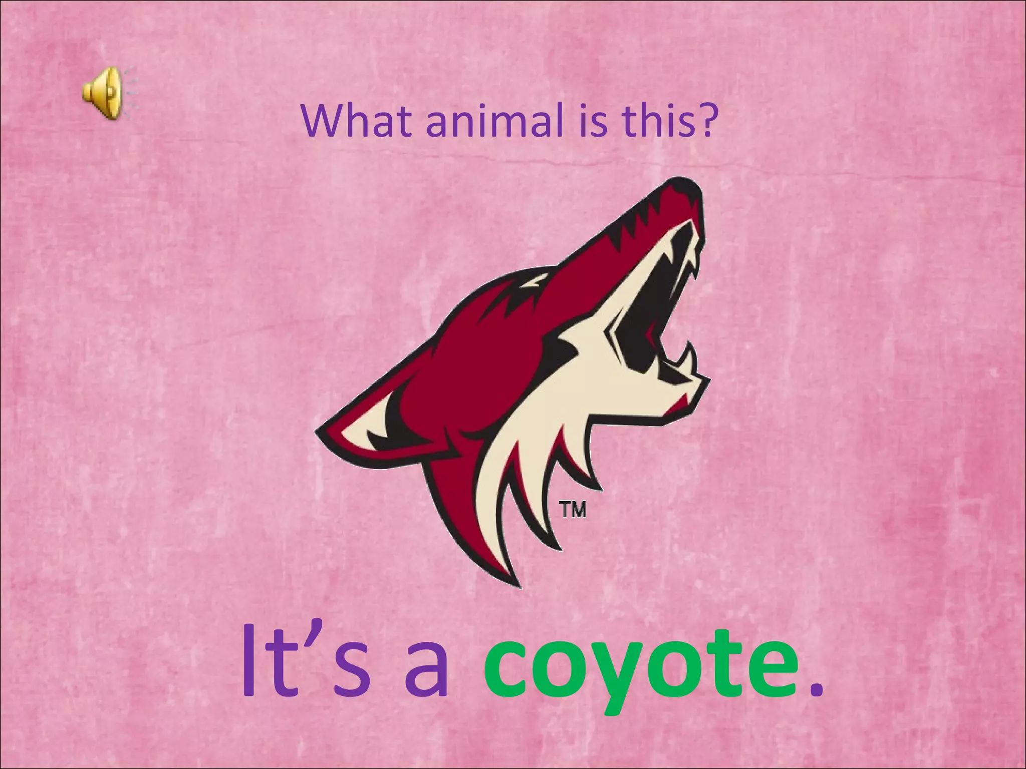 What animal is this? It’s a  coyote . 